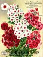 PDXC1560 -- Flower Seed Catalogs Cheap