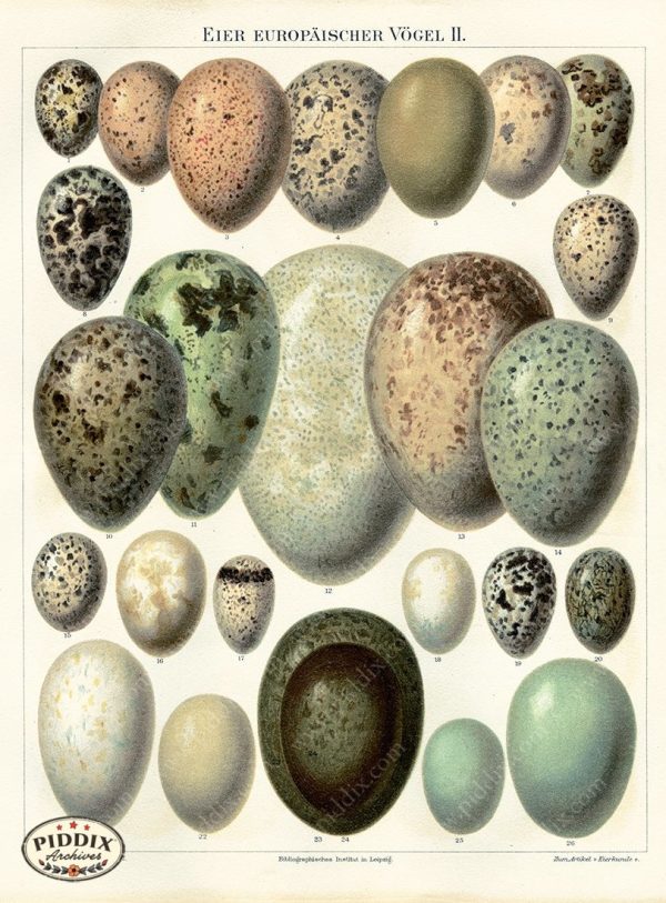 PDXC5769 -- Bird Eggs Hot on Sale