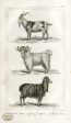 PDXC8676 -- Animal Engravings Online Sale