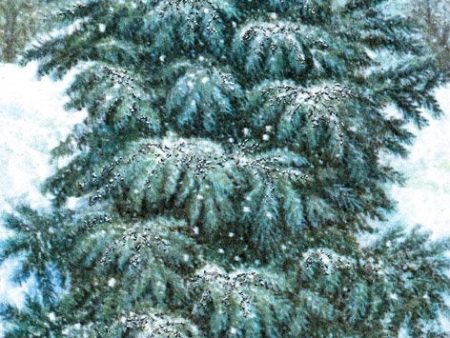 PDXC9808 -- Christmas Trees Online now