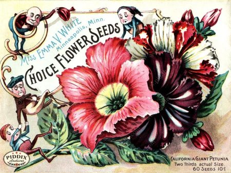 PDXC1540 -- Flower Seed Catalogs Online